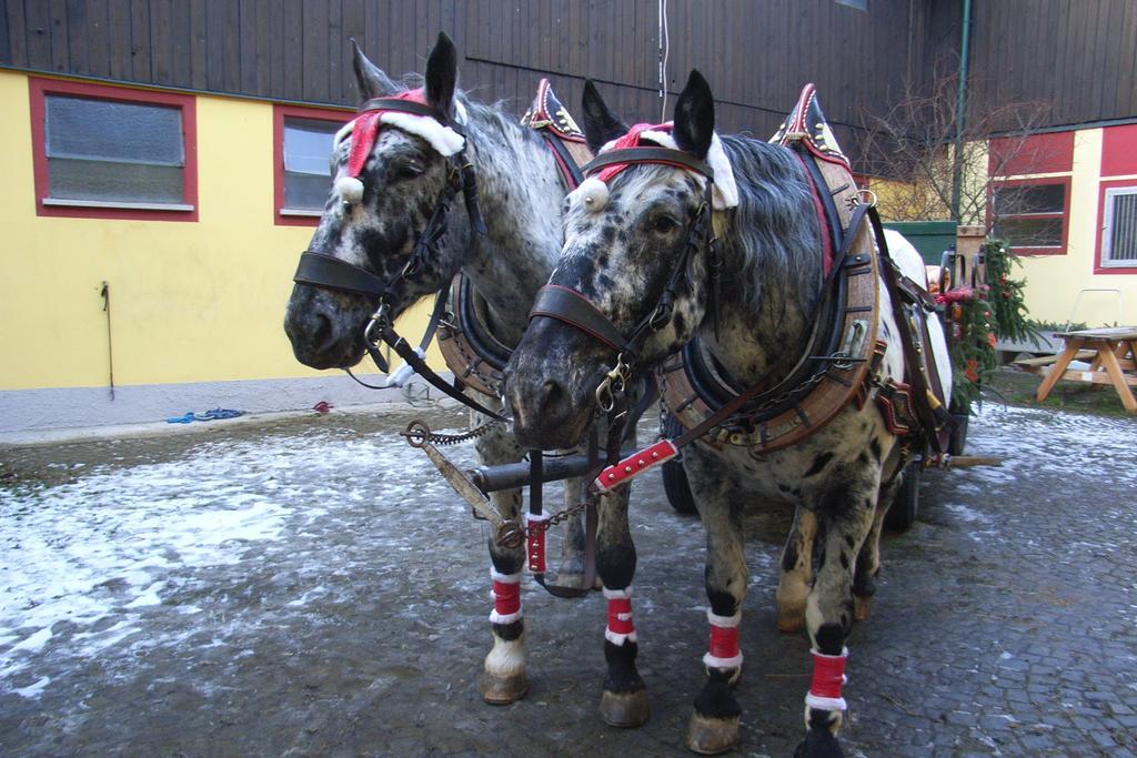 Pension & Reitstall Inghofer ハイデンライヒシュタイン エクステリア 写真